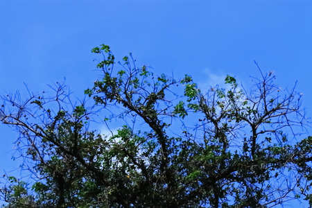 green tree with blue skyの写真素材