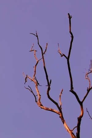 dry branch with clear backgroundの写真素材