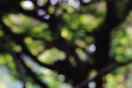 blur background take by lens blurの写真素材