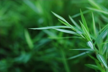 bamboo leafの写真素材