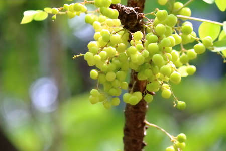 star gooseberryの写真素材