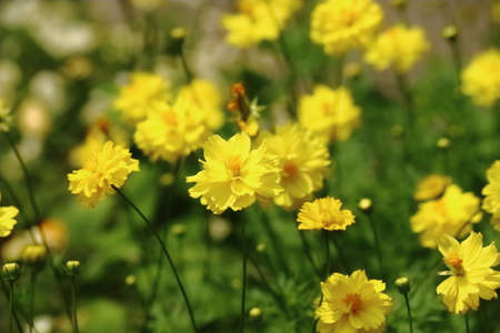 beautiful flower in gardenの写真素材