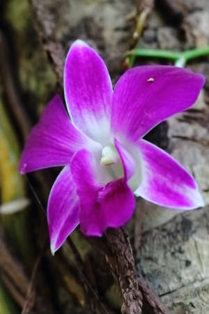 beautiful flower in gardenの写真素材