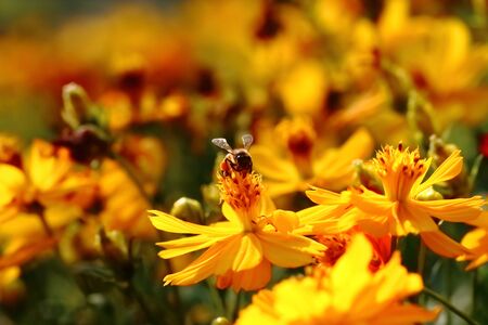 beauty of flower in garden