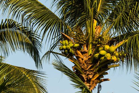 coconut on treeの写真素材