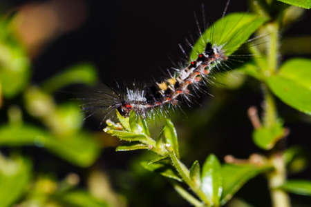 little worm on leafの写真素材