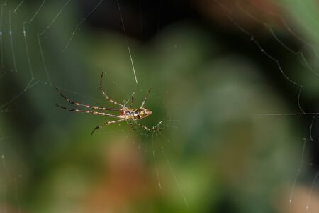 spider in forest