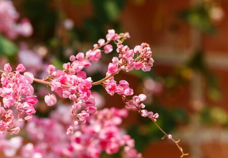 beautiful flower in gardenの写真素材