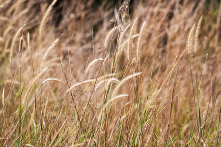 grass flower