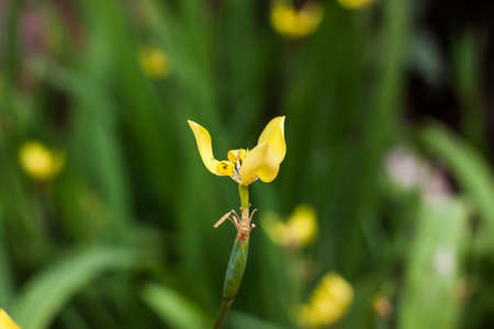 yellow flower