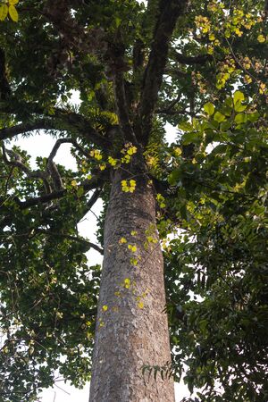 big tree in forest