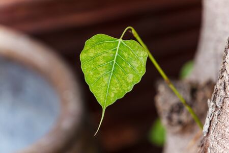 Bodhi leafの写真素材