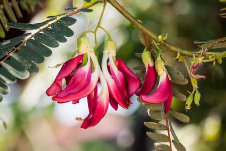 Vegetable Humming birdの写真素材