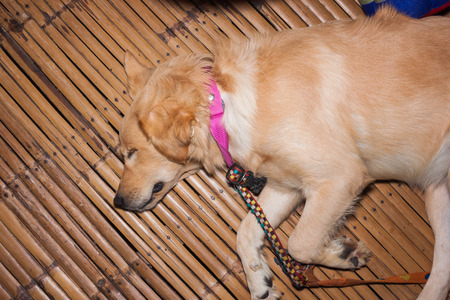 the lazy dogの写真素材