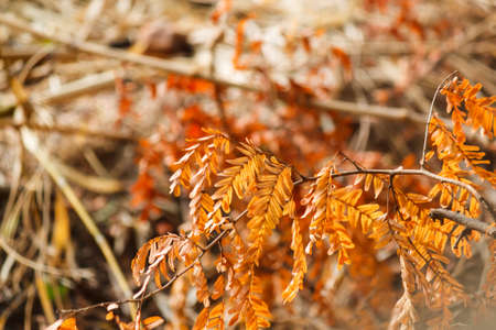 dry leafの写真素材