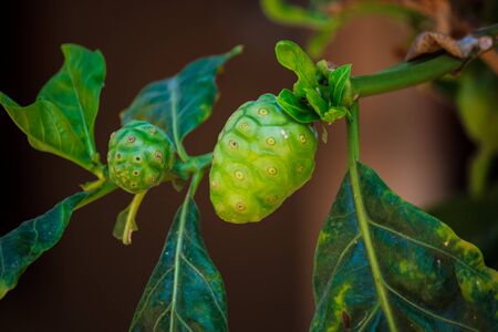 fresh noni