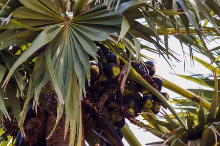 the palm tree