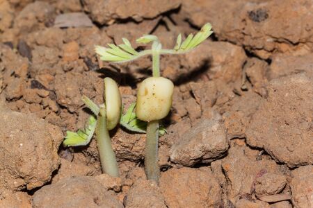 the small plant