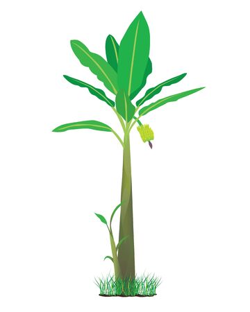 banana plantのイラスト素材