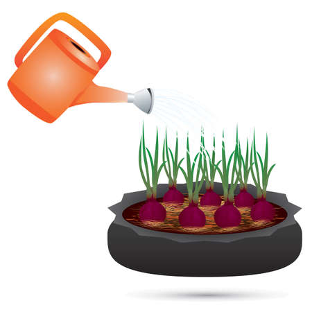 onion plant vector designのイラスト素材