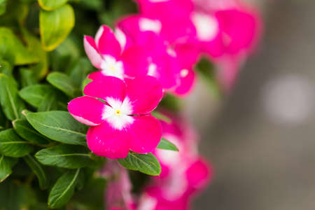 beautiful flower in garden