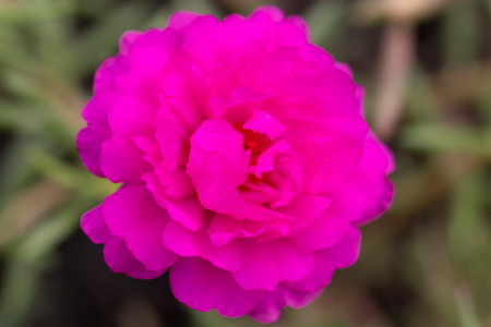 beautiful flower in gardenの写真素材