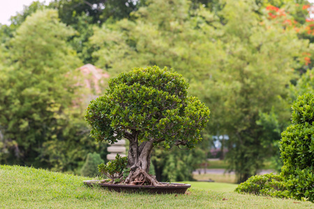 the green plant
