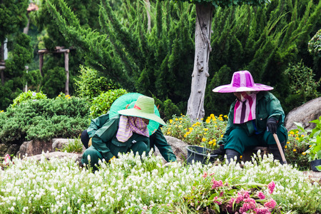 BANGKOK, THAILAND - JUL 10 : Gardeners  floriculture on July 10, 2015 at Suanluang RAMA IX garden in Bangkok, Thailand.のeditorial素材