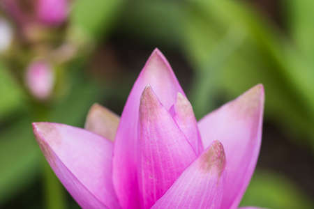 Siam Tulip flower in garden of thailandの写真素材