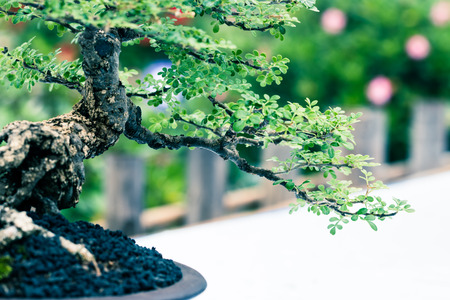 small tree in the gardenの写真素材