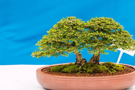 small tree in the gardenの写真素材