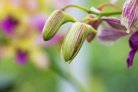beautiful orchid flower in gardenの写真素材