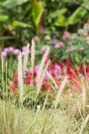 grass flower in the gardenの写真素材