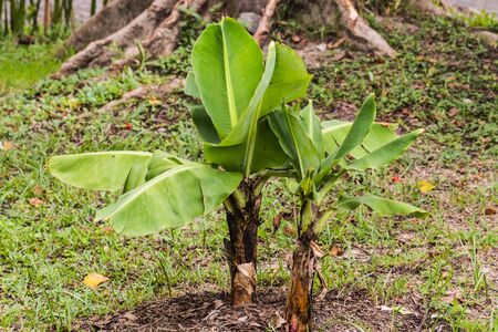 banana plant in gardenの写真素材
