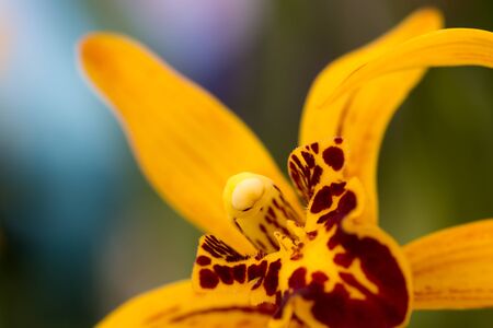 beauty of pollen orchid flowerの写真素材