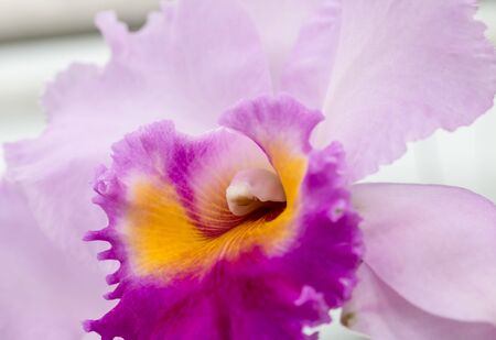 beauty of pollen orchid flowerの写真素材