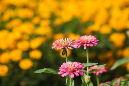 beautiful flower in the gardenの写真素材