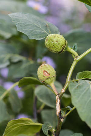 small fruit in garden