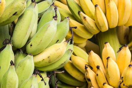 ripe banan in the gardenの写真素材