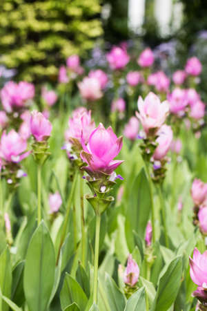 Siam Tulip flower in garden of thailand