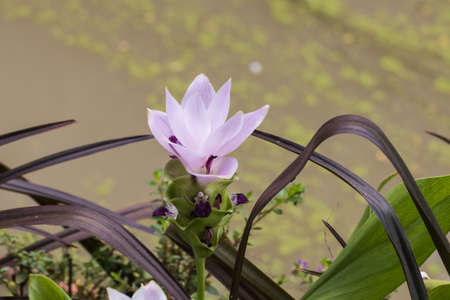 beautiful flowerの写真素材