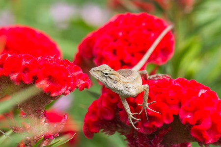 Little lizard on flowerの写真素材