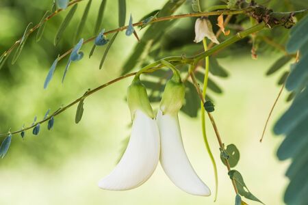 Vegetable flowerの写真素材