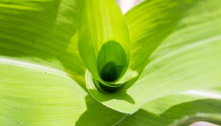Corn leaf backgroundの写真素材