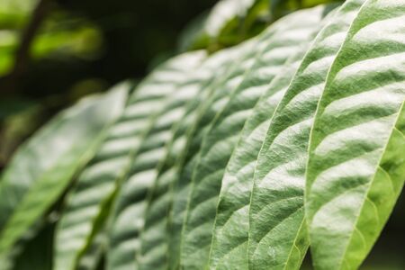 Green leaf