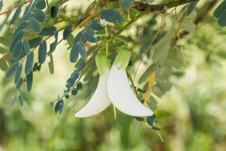 Vegetable flowerの写真素材