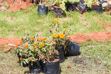 beautiful flower in gardenの写真素材