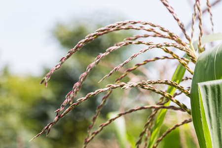 Flower of cornの写真素材