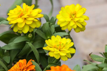 beautiful flower in gardenの写真素材