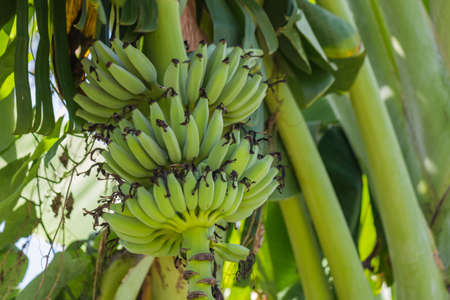 fresh banana on plantの写真素材
